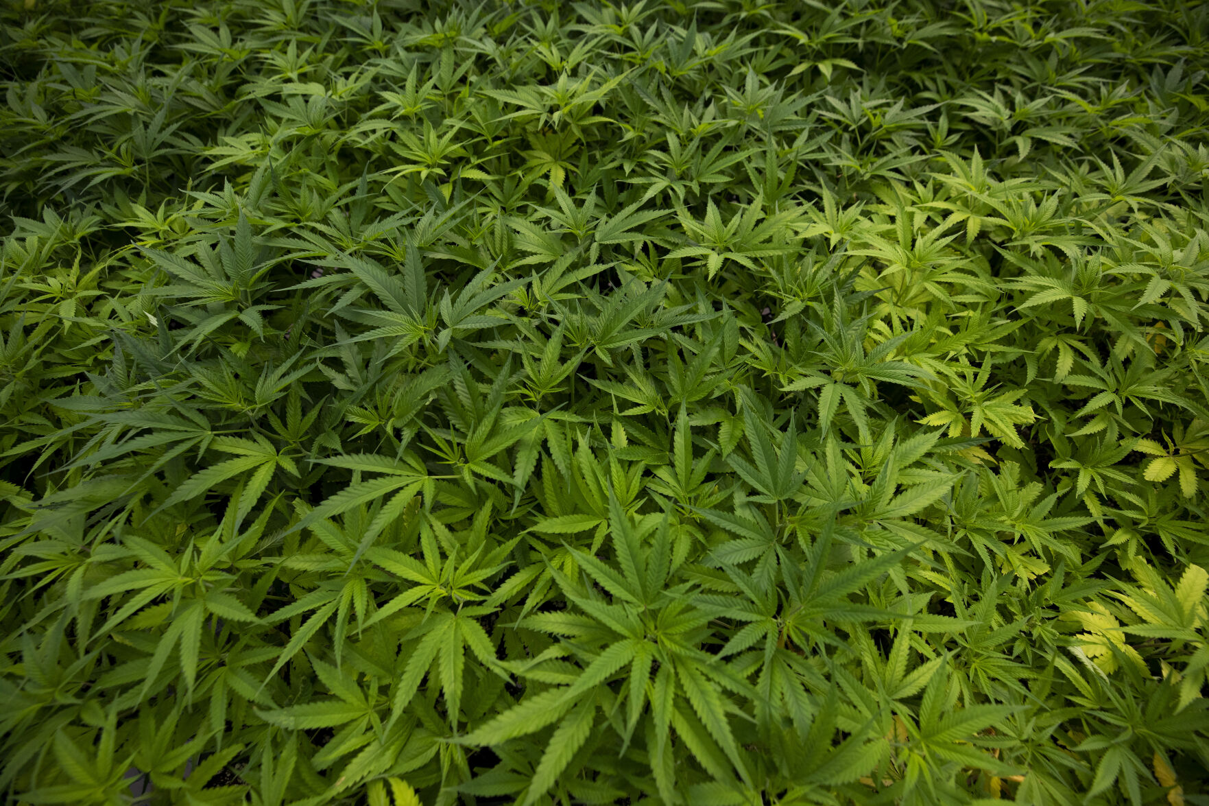 hemp leaves.jpg